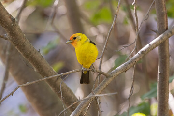 Wall Mural - A male Western Tanager perches on a small maple branch in a forest in the mountains of Southern Utah USA and turns his head towards the left.