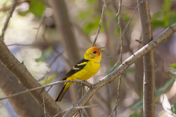 Wall Mural - A Western Tanager perches on a small maple branch its beak slightly open, facing towards the right in a shady woodland in the mountains of Southern Utah USA on a warm summer day.