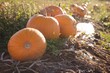 © vectorfusionart - flat design pumpkin patch illustration is showing bright orange pumpkins on dried vines and soil