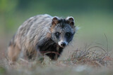 Jenot (Nyctereutes) raccoon dog