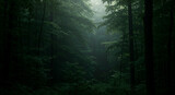 Misty forest interior (1)