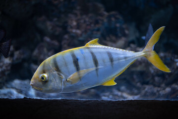 Wall Mural - Golden trevally - Gnathanodon speciosus. Trevally close-up. Trevally fish in an aquarium. 