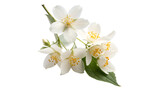 flowers of jasmine with vibrant leaves  isolated on transparent background  