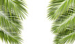 © Krit - Vacation palm leafs summertime with copy space on transparent backgrounds 3d illustrations png