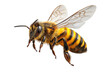 © Sasint - Flying bee in high detail, clean focus on body texture and transparency of wings isolated on a Transparent background, PNG file.