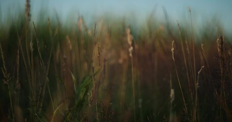 Wall Mural - Shallow focus low shot among tall grass and vegetation of meadow in wilderness