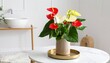 © Alesha - Colorful Anthurium in Modern Arrangement