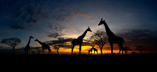 Wall Mural - panorama silhouette giraffe family and tree in africa with sunset.tree silhouetted against a setting