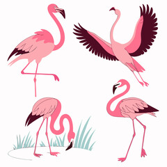 Naklejka na meble Pink Flamingo Collection Elegant Tropical Birds Vector Illustration Graphic Design