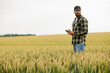 © Тетяна Шустик - Agronomist standing in a wheat field using a smartphone to monitor crop maturity. Concept of smart farming, digital agriculture, and precision crop analysis.
