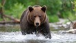 © Lubos Chlubny - Brown bear walking in water splashing in river