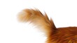 © MILON - Close up of a fluffy orange cat tail with white background and soft fur texture in bright light