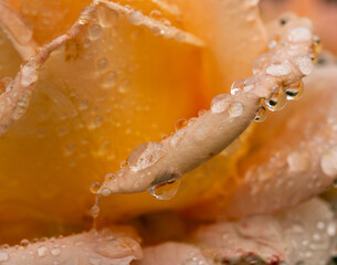 Wall Mural - A rose with water droplets on it