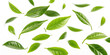 © PngBoss - Green tea leaves isolated on white background