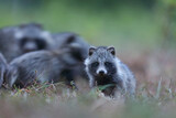 Jenot (Nyctereutes) raccoon dog
