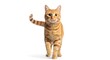 © Khasani - A ginger cat walking forward with its tail raised, against a white background.
