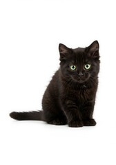 Naklejka na meble Adorable Black Kitten Sitting on White Background A Captivating Portrait of Feline Innocence