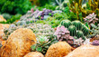 © Parilov - Colorful desert succulents and cacti arrangement in rock garden, formed landscape design