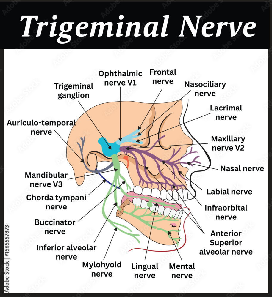 Trigeminal Nerve Diagram An Anatomical Illustration Showing The 