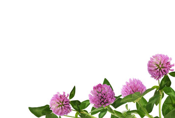 Wall Mural - pink clover flowers and green leaves in a corner arrangement isolated on white or transparent backgr