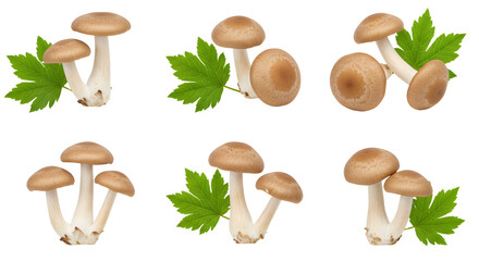 Assorted edible mushrooms displayed with fresh green leaves, highlighting their natural texture and colors, suitable for culinary use