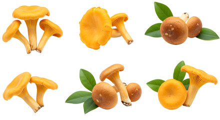 A vibrant display of fresh chanterelle mushrooms arranged artistically with green leaves, ideal for culinary use