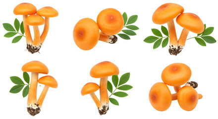 A vibrant display of orange mushrooms grouped together with green leaves, set against a clean background, suitable for culinary use