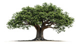 Baobab tree with thick trunk, Transparent background, PNG file