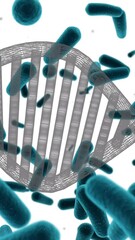 Wall Mural - animation of dna strand over cells on white background