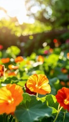 Wall Mural - Close-up view of vibrant red and orange nasturtium flowers with green leaves, illuminated by sunlit bokeh background, creating a natural garden setting