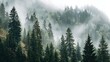 © Chanoknan - Misty Forest Landscape with Tall Evergreen Trees and Soft Fog Covering Mountainous Terrain