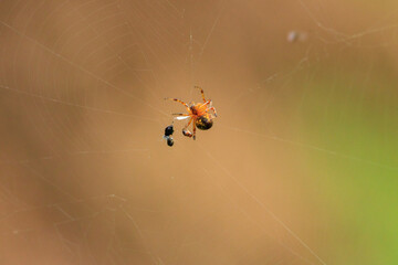 A Neoscona scylloides spider is actively engaged with its prey, a small black insect, caught within its web. The intricate threads of the web are visible against a blurred, earthy-toned background.