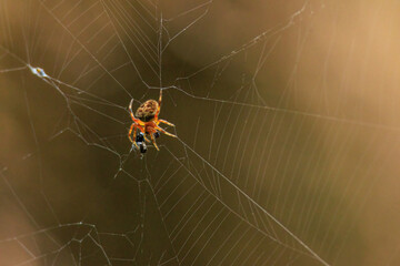 A Neoscona scylloides spider is actively engaged with its prey, a small black insect, caught within its web. The intricate threads of the web are visible against a blurred, earthy-toned background.