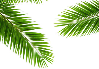 Green palm tree leaves are isolated on a transparent white background