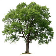a green leafy tree isolated on transparent background