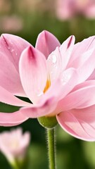 Wall Mural - Delicate pink lotus flower petals with water droplets on a blurred green background in soft light, close-up