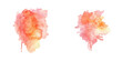© Dar - peach watercolor splash watercolor vector illustration