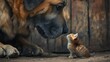 © avila - Gentle giant dog and tiny kitten.  A large dog and a small kitten look at each other