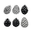 © dafor - Collection of Pine Cones in Black and White Vector Illustration