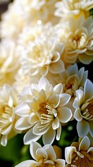 Wall Mural - Close-up of multiple white dahlia flowers blooming with soft lighting and bokeh effect, displaying textures, floral petals, and delicate stamen.
