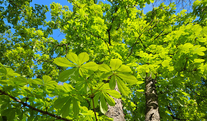 Wall Mural - large chestnut tree with fresh bright green foliage on blue sky background