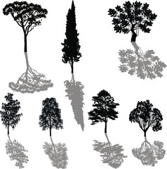 Wall Mural - seven trees with shadows isolated on white