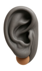 Wall Mural - chimpanzee ear with rounded shape and visible cartilage folds