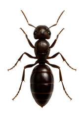 Wall Mural - queen ant with elongated abdomen and shiny exoskeleton in a resting position