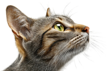 png close-up of a tabby cat with green eyes looking up