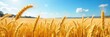 © Kamonya - Golden Barley and Wheat Fields Swaying Gently in a Summer Breeze, Creating a Breathtaking Landscape of Ripe Grains Under a Clear Blue Sky. A Picturesque Scene of Agricultural Abundance.