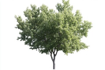 green deciduous tree isolated on white background
