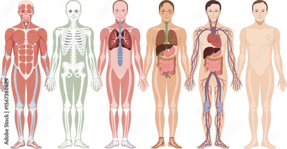 Human anatomy diagrams showing muscle skeleton respiratory digestive ...
