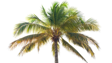 Wall Mural - coconut palm in dry season with fewer leaves transparent background, png