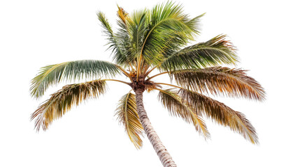 Wall Mural - coconut palm in dry season with fewer leaves transparent background, png